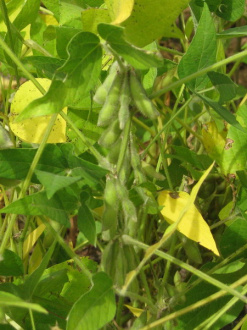 07 Soja